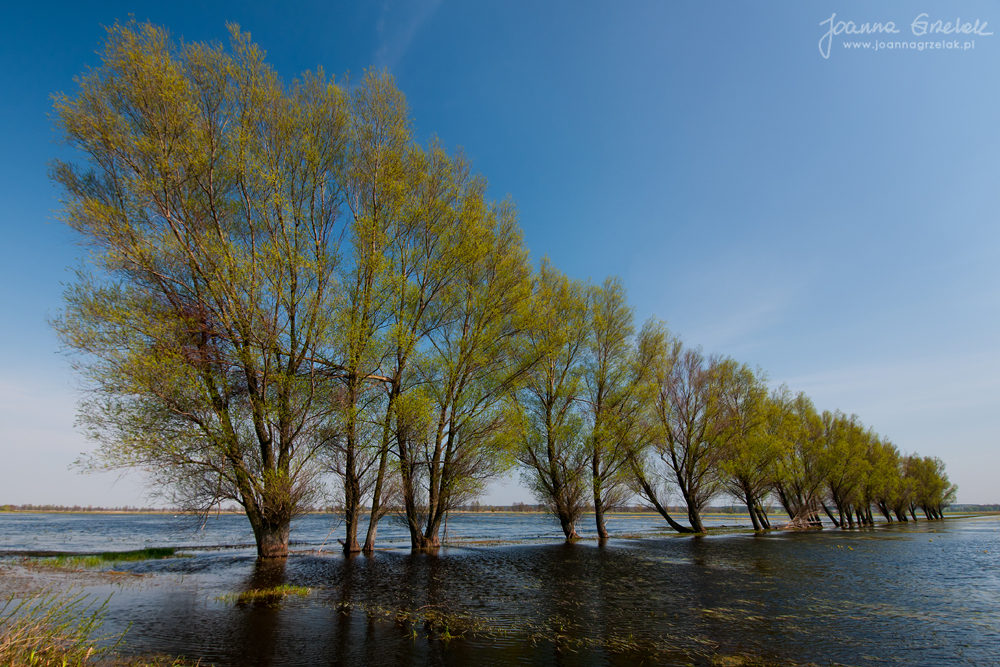 098_Biebrza - kwiecien 2011.jpg